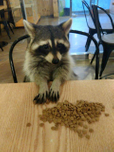 에헤헤햏