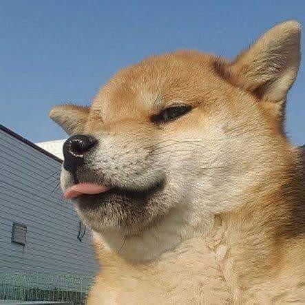 뭉치몽치 프로필