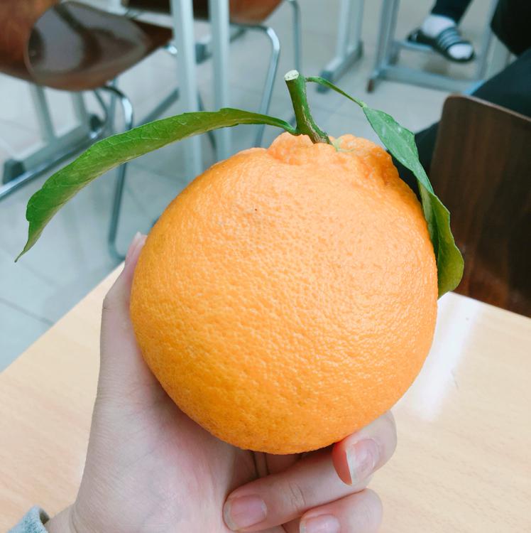 별디단 프로필