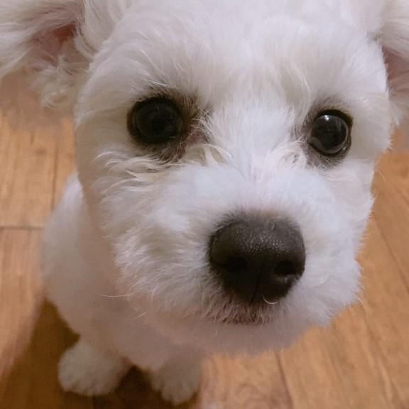 잉구지 프로필