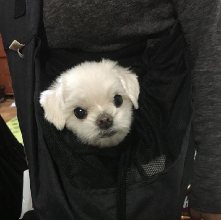 똥대지 프로필