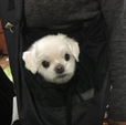 똥대지
