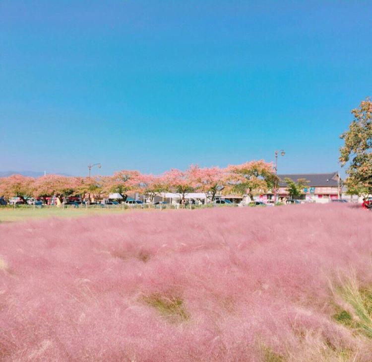 릴디 프로필