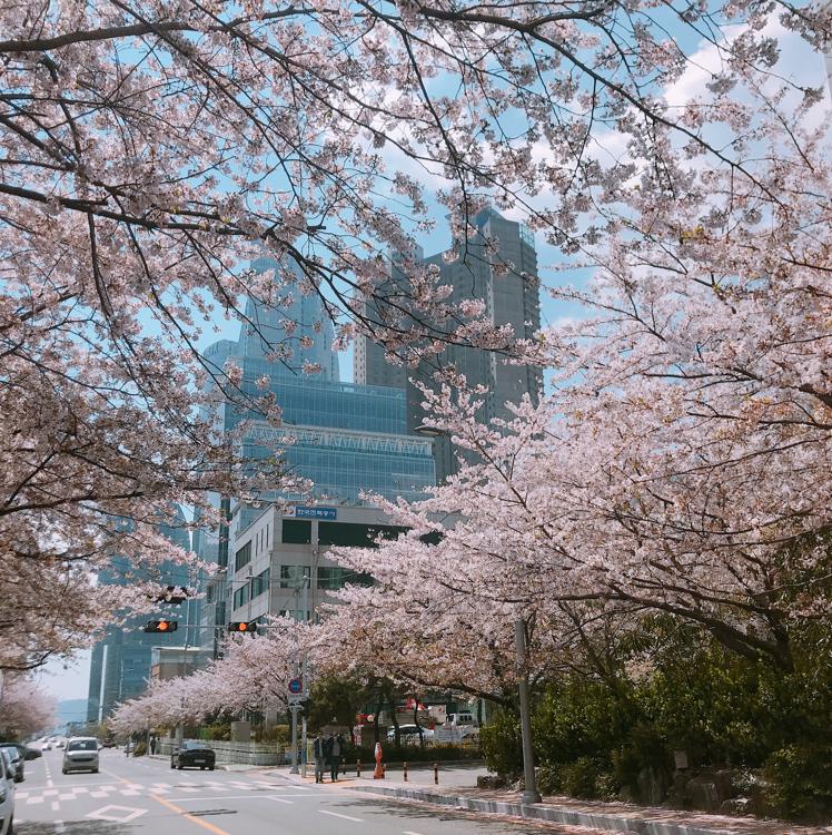 꽃에일린1 프로필