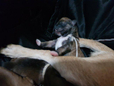최베로니카