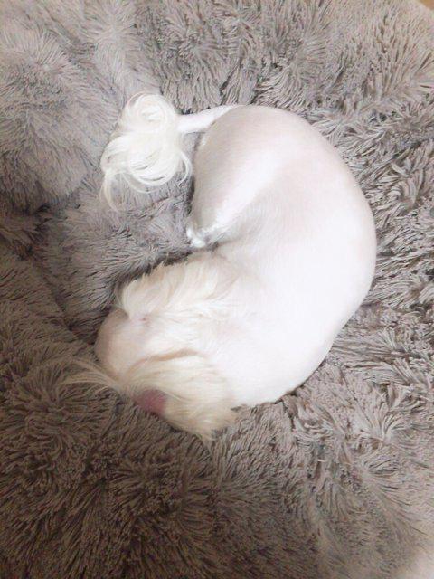 djshx 프로필