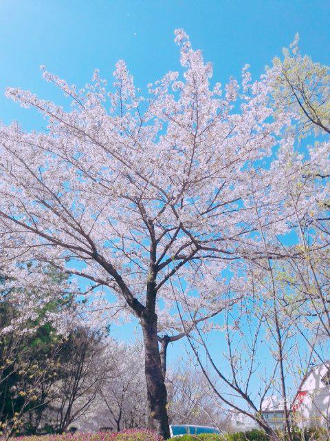 웨이보릿 프로필