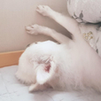 야여