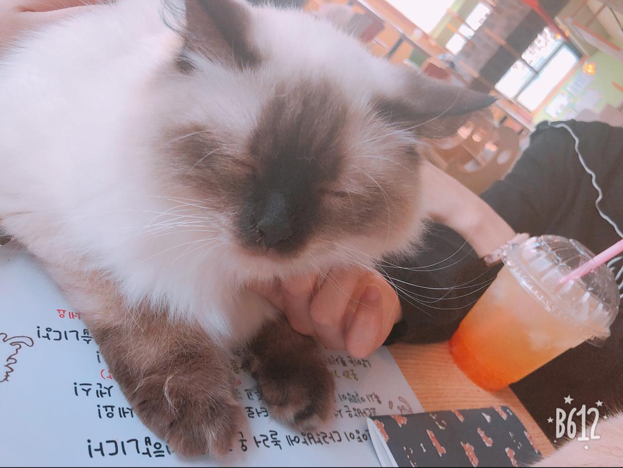 어니언빌런 프로필