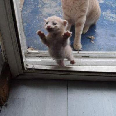 디날 프로필