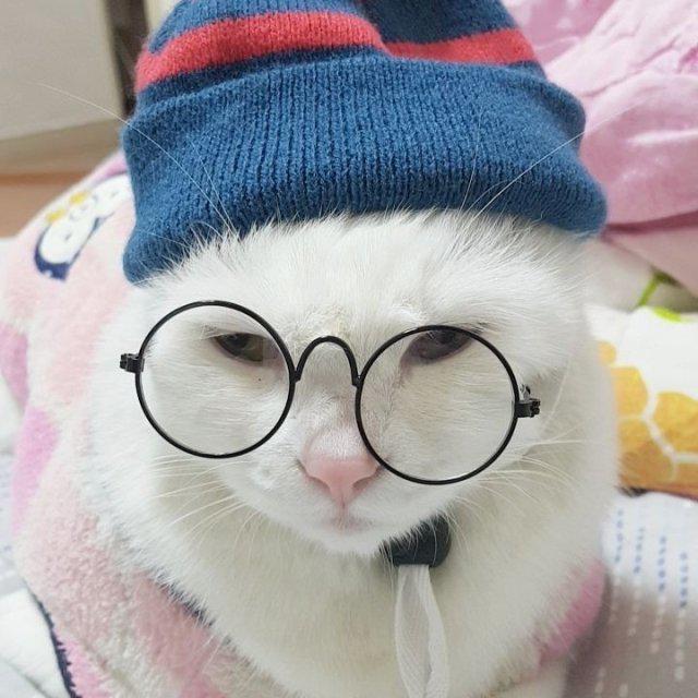 우리집하얀고양이오초 프로필