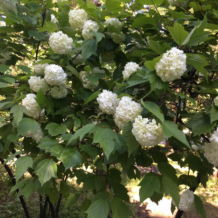 satbyul 프로필