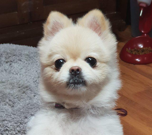 아닛ㅈㄷ 프로필