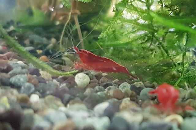 캔디김김 프로필