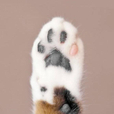 수뿌지