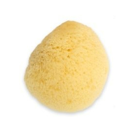 천연 해면 스펀지