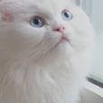 쥐르르