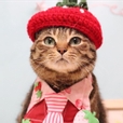 니야오옹