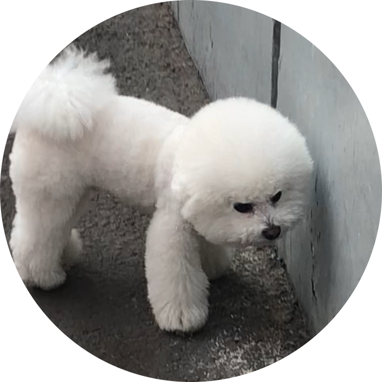 꼼지vv 프로필