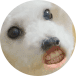 감자탕후르 프로필