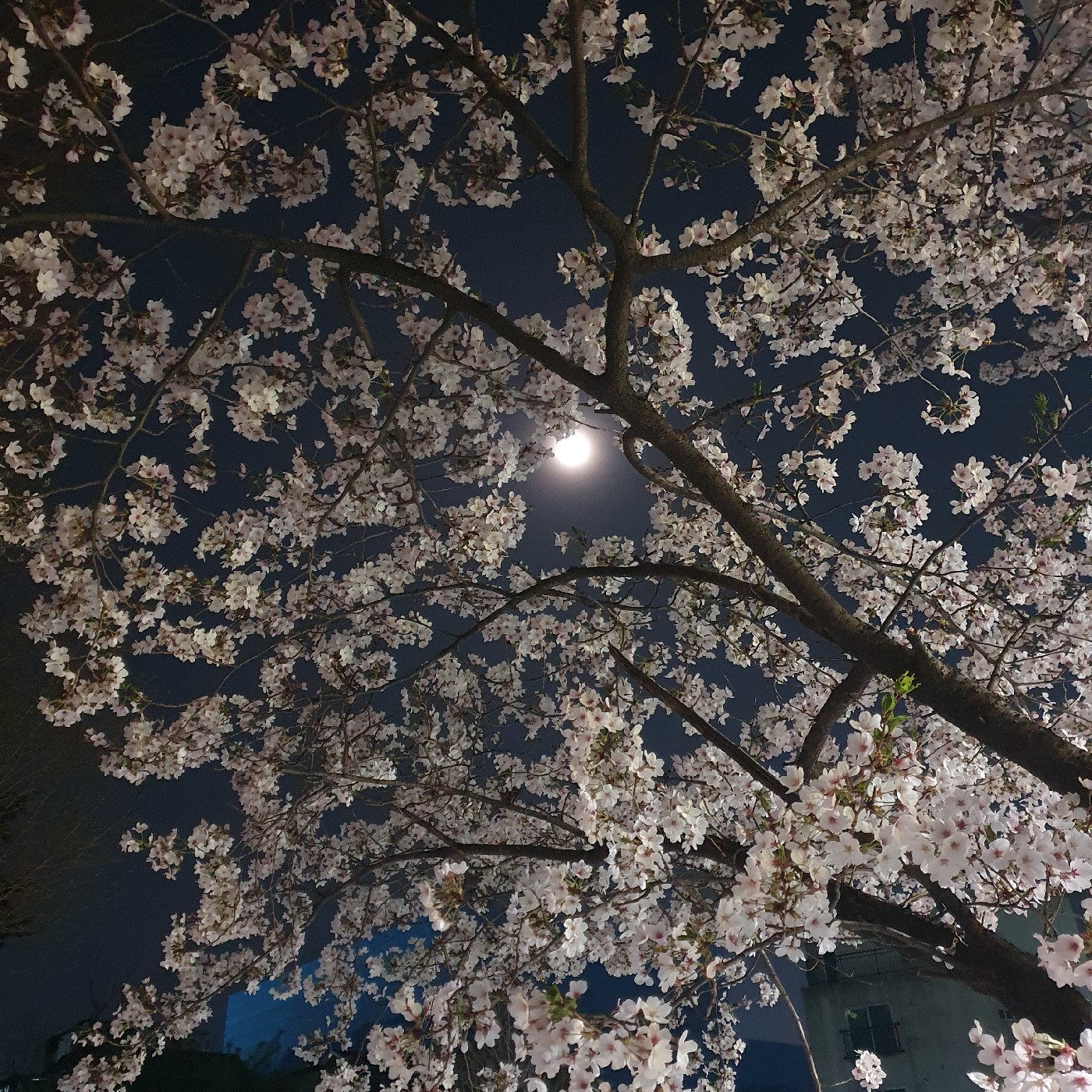 pyj1217 프로필