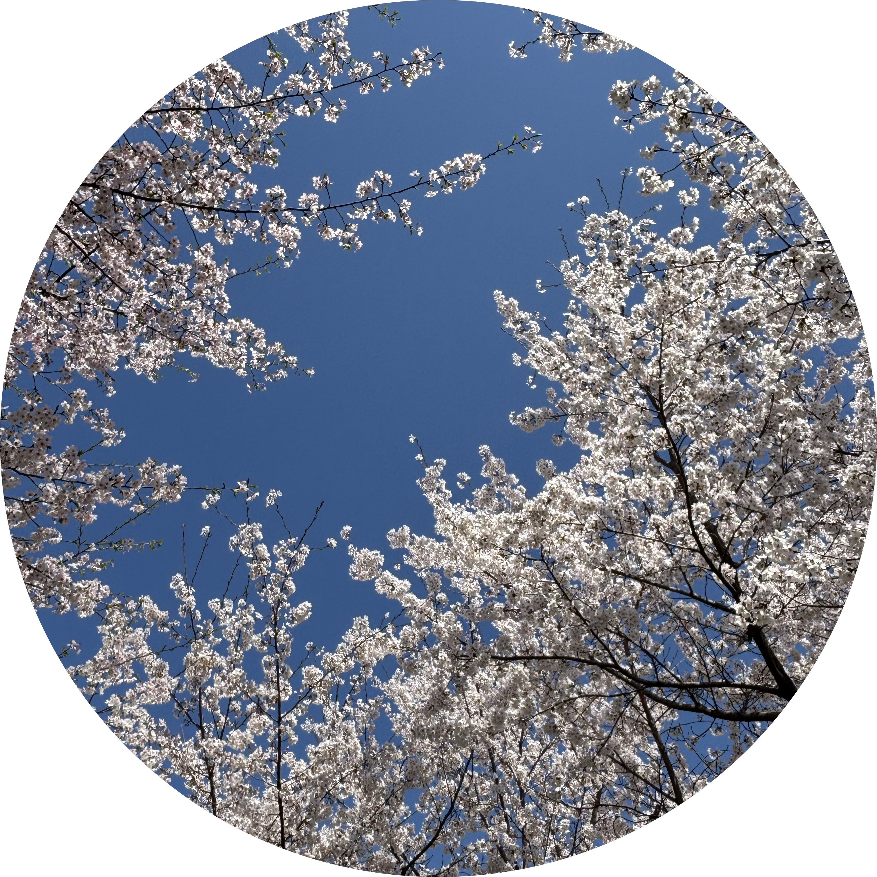 sakuranizi 프로필