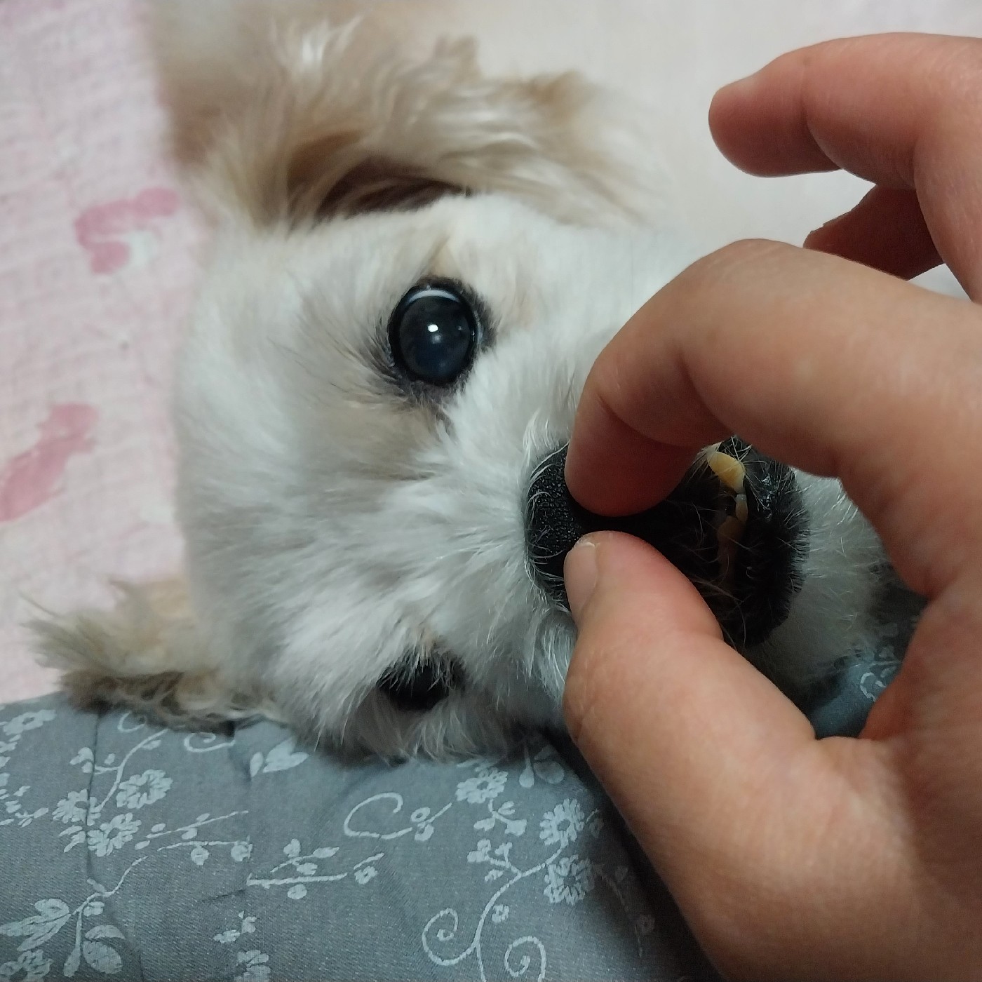 푸른장미e 프로필