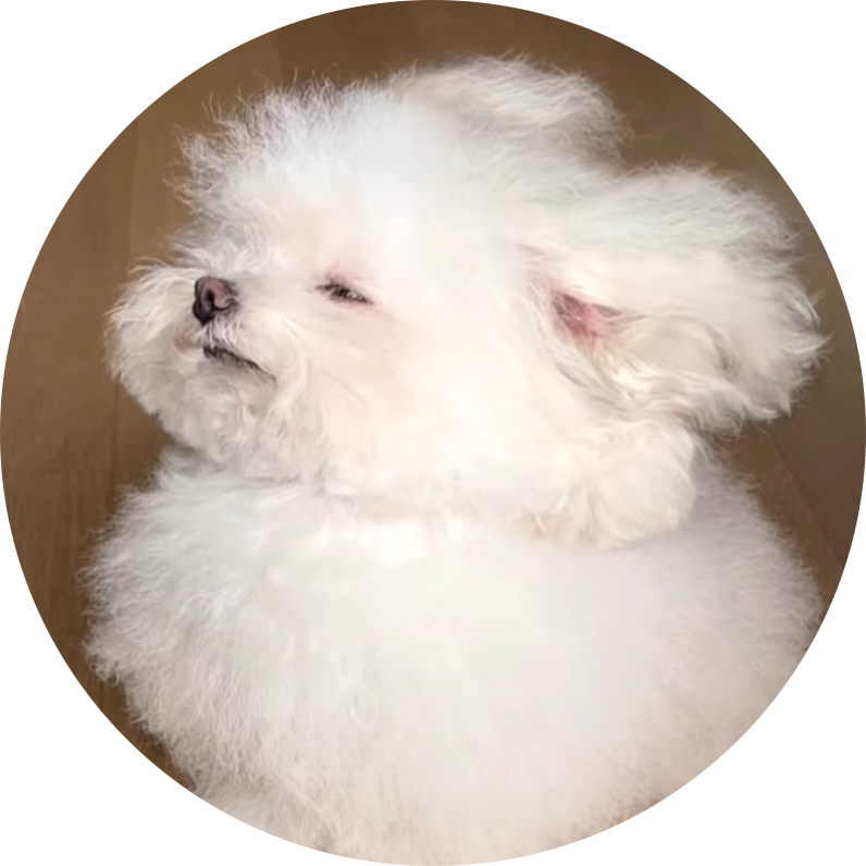 앙미니 프로필