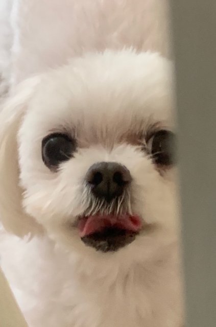 코코야밥먹자 프로필