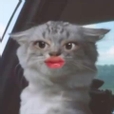 모닝글로리데이