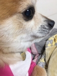 동크동크