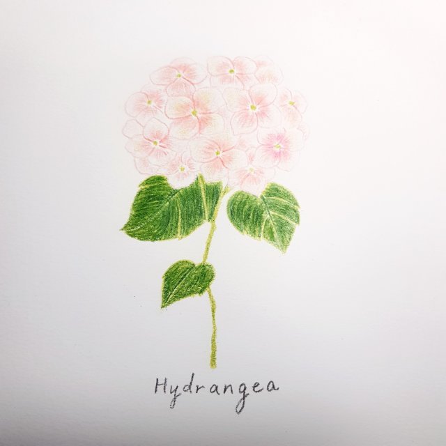 마이앨리스 프로필