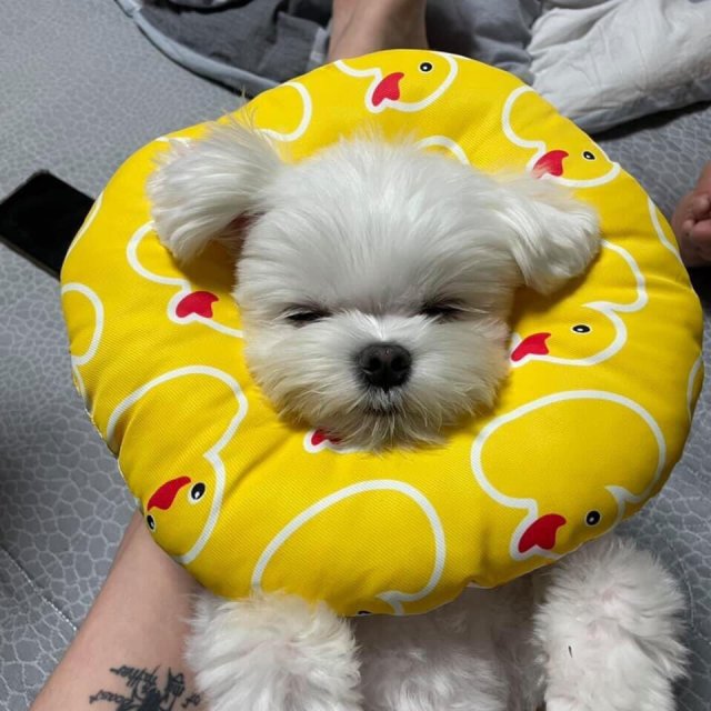 채요니다 프로필