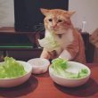 귤브레드 프로필