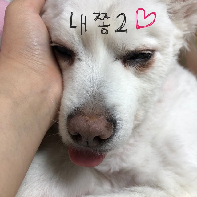 쫑이대장 프로필