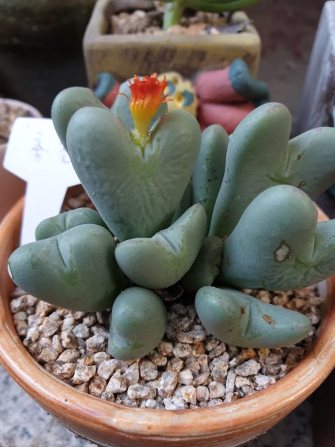 마늘이엄마 프로필