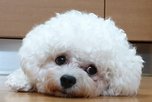 푸들이네 프로필