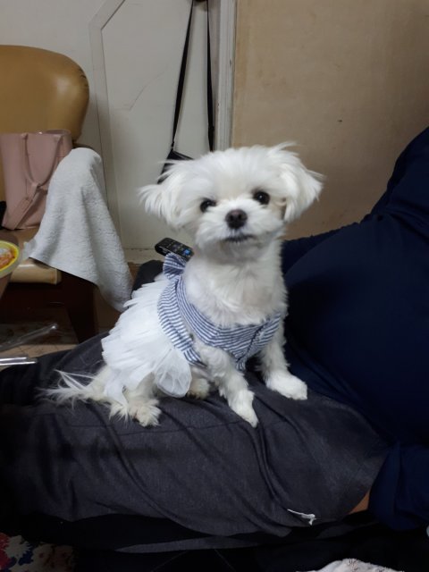꼼히1 프로필