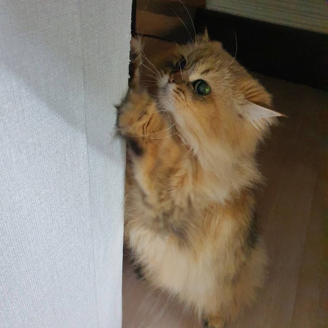 아이디자꾸까머금 프로필