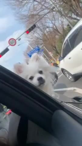 따롱이4 프로필