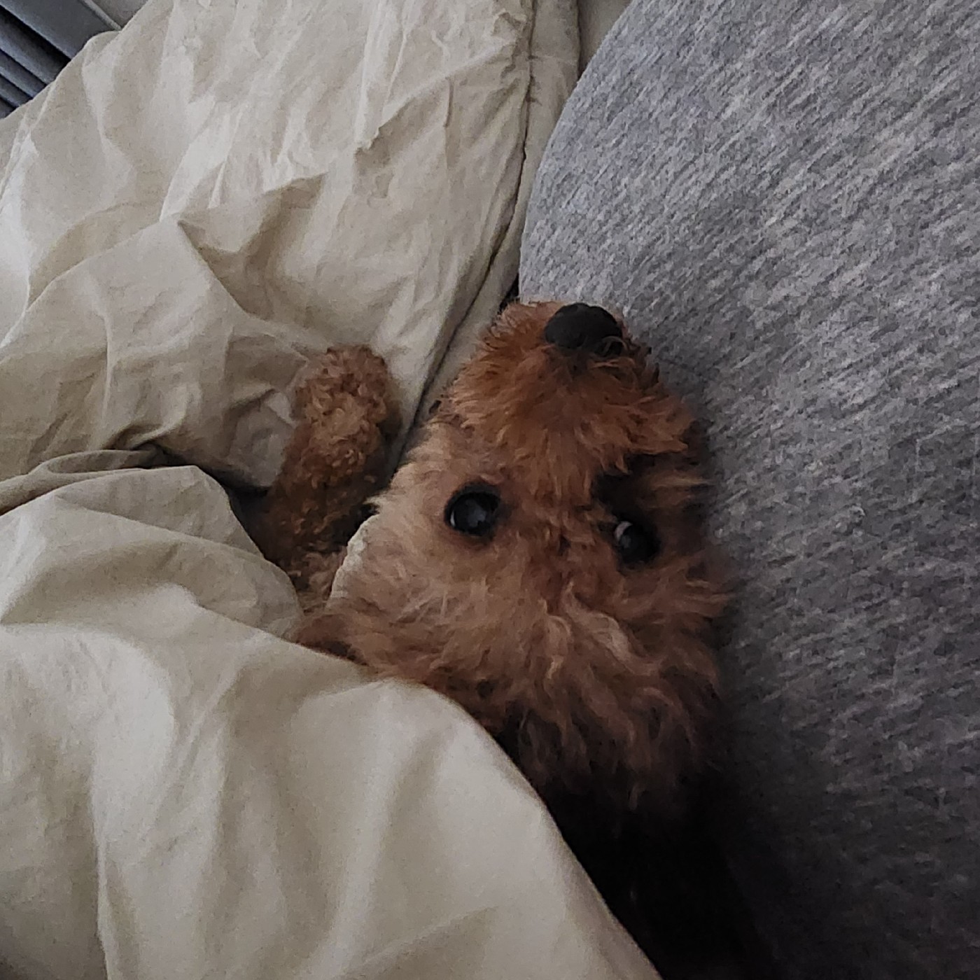쭈롱이 프로필