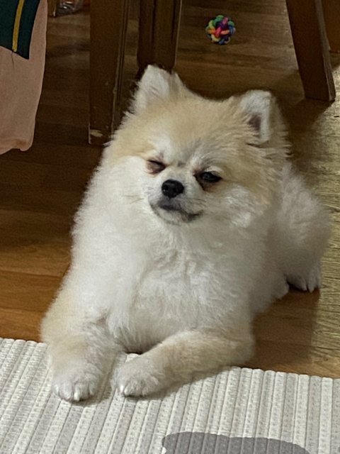 고오래애 프로필