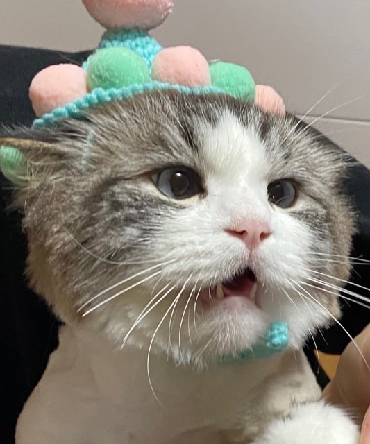 계리미계리미 프로필