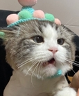계리미계리미