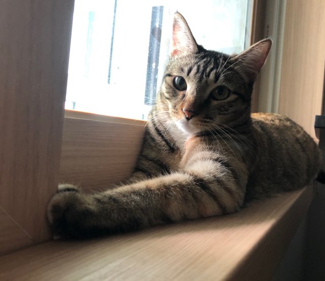 mika 프로필