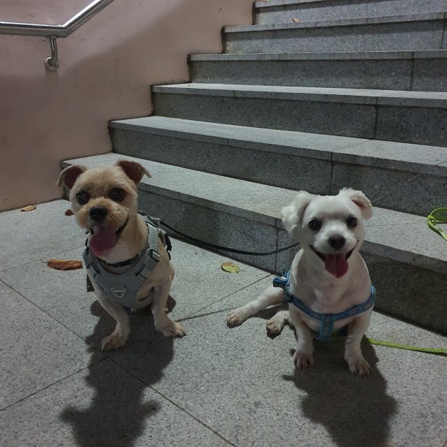 돈미키 프로필