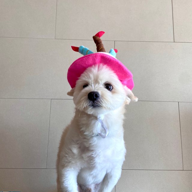 오나라옴마 프로필
