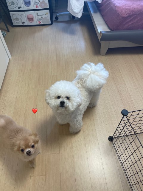 따혷 프로필