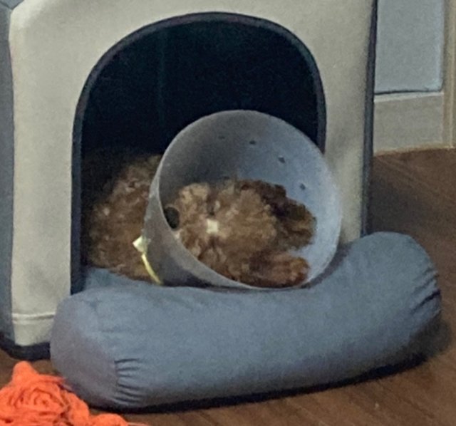 체리마루얌 프로필