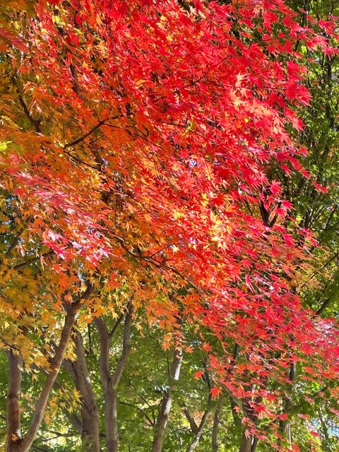 콩세알 프로필